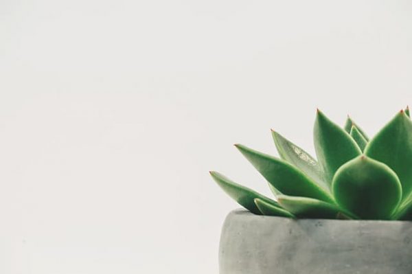 Planta Suculenta