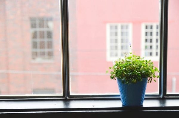 Plantes tecnocampus - Planta de paret S